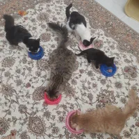 پانسیون خانگی فقط گربه|خدمات پیشه و مهارت|چهارباغ, |دیوار