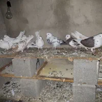 کبوتر|پرنده|سنگدوین, |دیوار