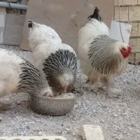 تخم مرغ نطفه دار برهما لایت غول پیکر اصل