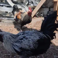 فروش خروس محلی و گلین|حیوانات مزرعه|شاهین‌شهر, مورچه خورت|دیوار