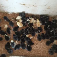 جوجه جهادی اصلاح نژاد شده بلک