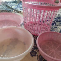 ابکش و سبد ولگن