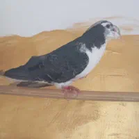 کفتر