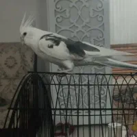 عروس هلندی سخنکو فول اهلی|پرنده|مرند, |دیوار