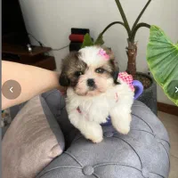 انوا.ع نژاد سگ های خانگی|سگ|شیراز, دانشکده دامپزشکی شیراز|دیوار