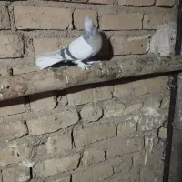 سوسنی دمسفید