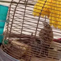 سهره خاکی و گلبسر|پرنده|کرمان, |دیوار