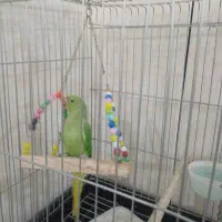 جوجه طوطی ملنگو یک عدد بفرش میرسد