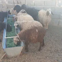 بره نر سبک سبک