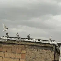 کبوتر طوقی