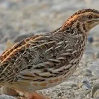 بلدرچین چاق وجوان