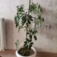 گل طبیعی|گل و گیاه طبیعی|اهر, |دیوار