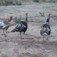 بوقلمو