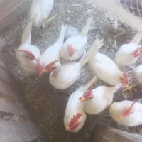 خروس