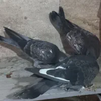 کبوتر پرشی|پرنده|تهران, امام زاده عبدالله|دیوار