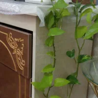 گل‌های آپارتمانی|گل و گیاه طبیعی|بناب, |دیوار