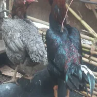 تخم مرغ لاری|حیوانات مزرعه|خان ببین, |دیوار