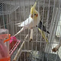 عروس هلندی|پرنده|بندر ماهشهر, |دیوار