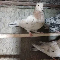 سرور|پرنده|پیر بکران, |دیوار