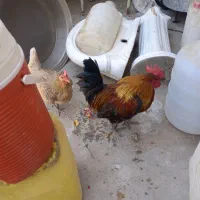 خروس عربی و مرغ|حیوانات مزرعه|اهواز, کارون|دیوار