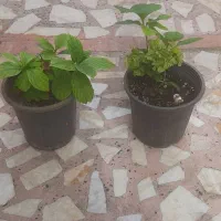 گل و گیاه|گل و گیاه طبیعی|رشت, استادسرا|دیوار