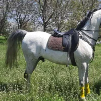 اسب عرب مصری