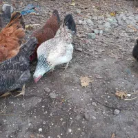 مرغ محلی درشت|حیوانات مزرعه|آستارا, |دیوار