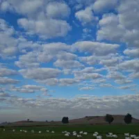 کیانشهر رز۱۲