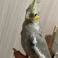 جوجه عروس هلندی دوماهه|پرنده|فردیس, ثابتی|دیوار