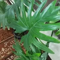 گل زیبای برگ انجیری(سایز بزرگ)|گل و گیاه طبیعی|محمدیه-قزوین, |دیوار