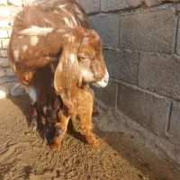 بز زاییده گوسفند