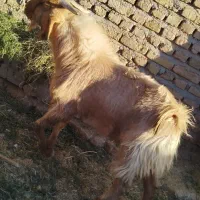 بزغاله دورگ نر چاق براکشتن وتخمی عالیه