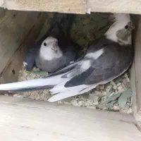 عروس هلندی مولد البینو