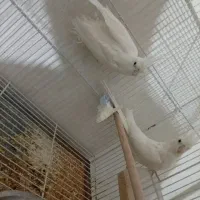 عروس هلندی|پرنده|دوگنبدان, |دیوار