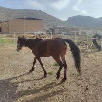 فروش مادیون کهر جوان سرحال سرو دم گیر درجه یک