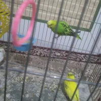 دو مرغ عشق  ویک کوتوله برزیلی