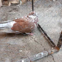 کفتر پرشی|پرنده|خوی, |دیوار