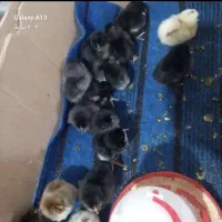 جوجه مرندی اصل اصل