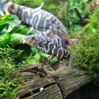 ماهی آکواریوم لوچ و ردلاین|ماهی|اصفهان, گرکان|دیوار