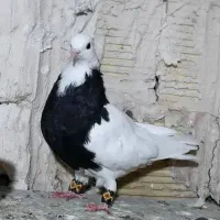 ۸ کفتر تیر اهن