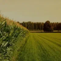 زمین کشاورزی