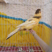 دو عدد ماده آماده یکی فائو چشم قرمز|پرنده|بندر ماهشهر, |دیوار
