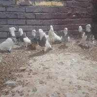 5جفت توقی