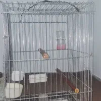 قفس پرنده