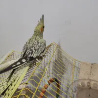 یک جفت عروس هلندی به همراه قفس|پرنده|چالوس, |دیوار