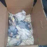 جوجه عروس هلندی
