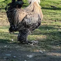 مرغ و خروس چینی