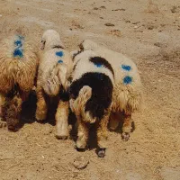 ۴راس کاور شیرازی