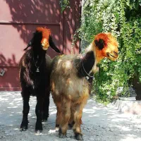 فروش میش بره کهره بز شیشک بختیاری شهر کردی|حیوانات مزرعه|کوار, |دیوار