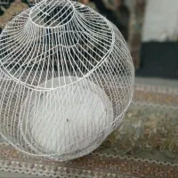 قفس